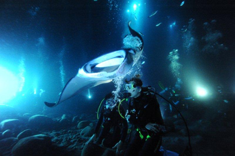 diver and manta